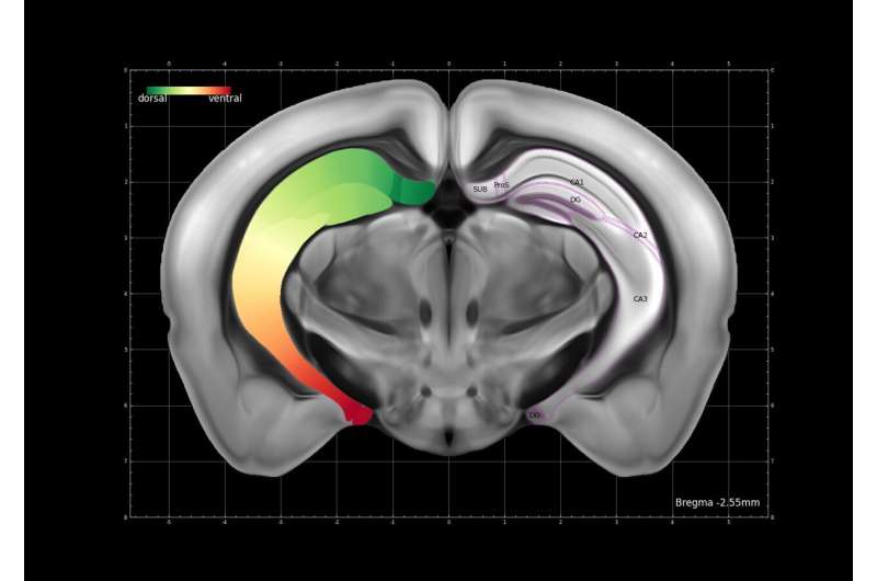 Whole-brain projection patterns of single neurons in mouse hippocampus unveiled