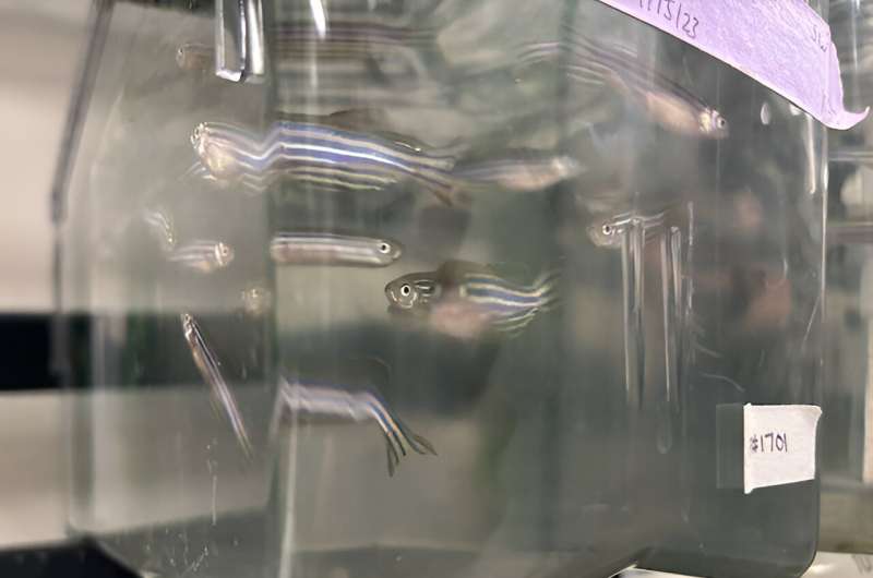 Why can zebrafish regenerate damaged heart tissue, while other fish species cannot?
