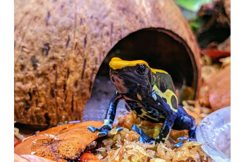 Why do Dyeing poison frogs tap dance?