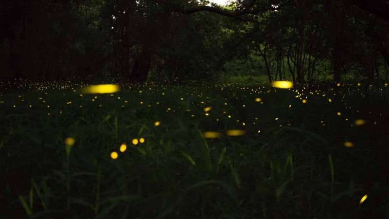 Why do fireflies light up? And how can I bring more fireflies to my yard?