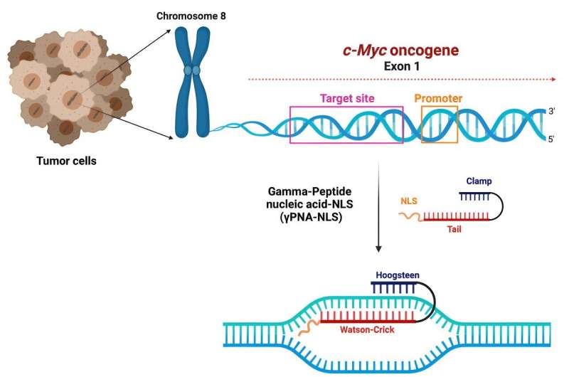 Why not target double-stranded DNA for cancer therapy?