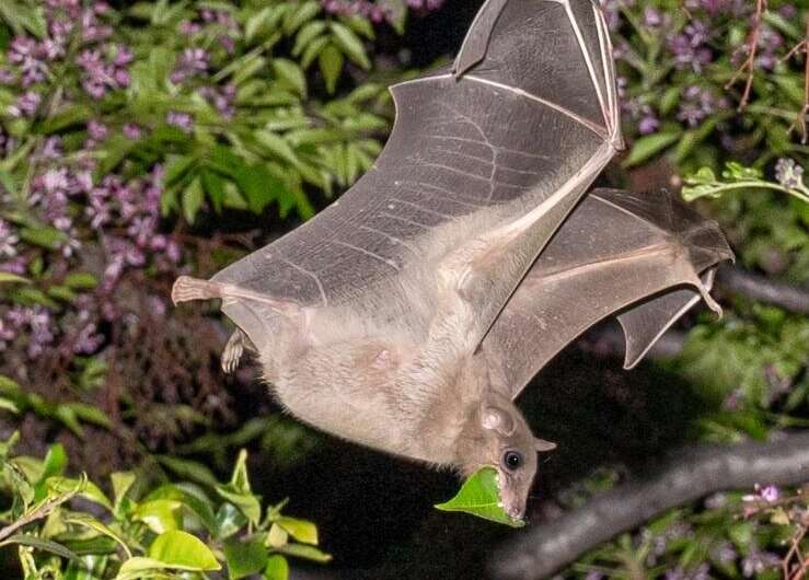 Wild bats possess high cognitive abilities previously considered exclusive to humans