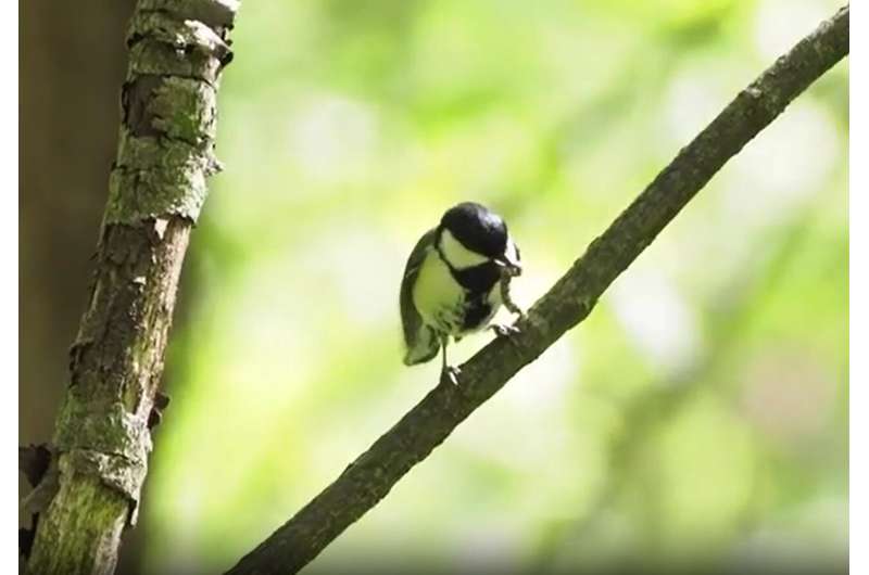 Wild bird gestures 'after you:' Japanese tit uses wing movements for gestural communication