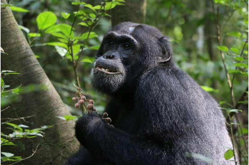 Wild chimpanzees seek out medicinal plants to treat illness and injuries