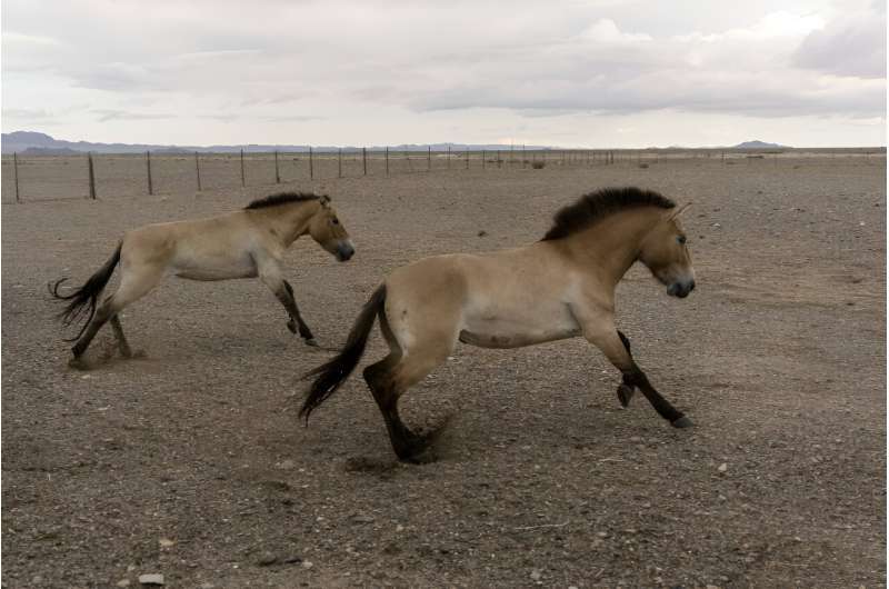 Wild Przewalski horses are an endangered breed