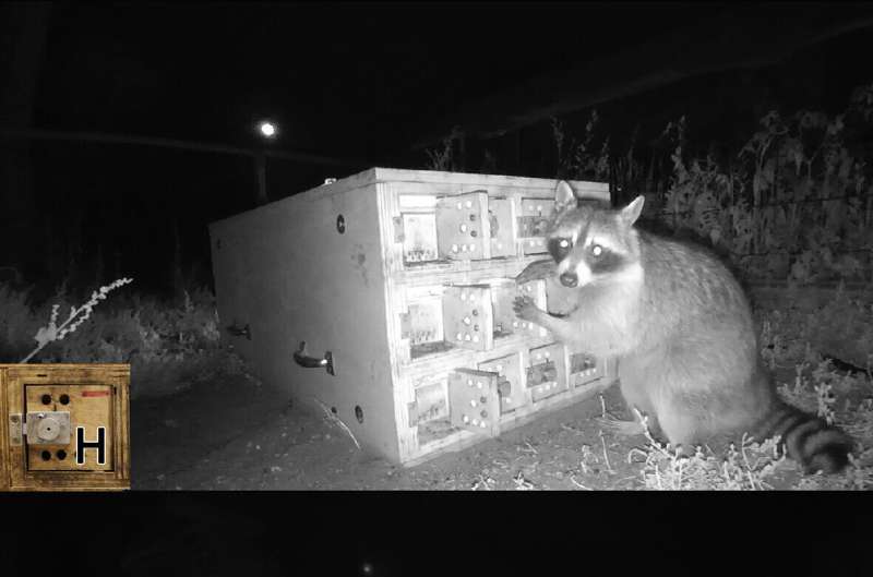Wild raccoons found to be flexible learners
