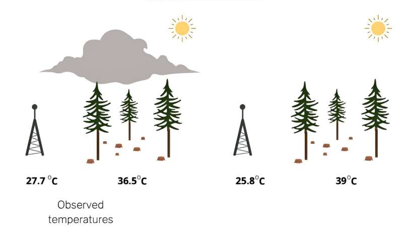 Wildfire smoke has a silver lining: It can protect vulnerable tree seedlings