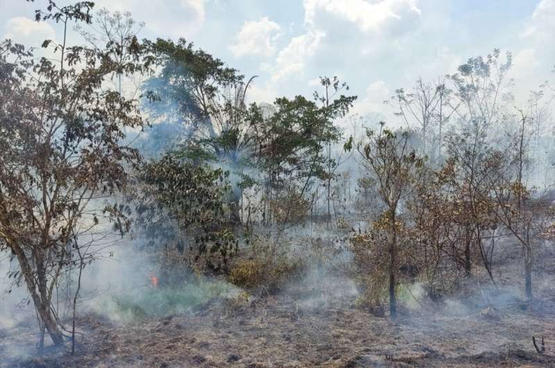 Wildfires in old-growth Amazon forest areas rose 152% in 2023, study shows