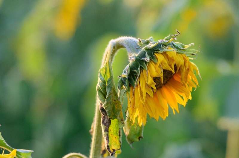 wilted sunflower