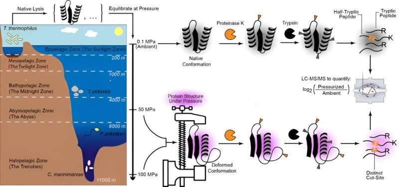 With AI, extreme microbe reveals how life's building blocks adapt to high pressure