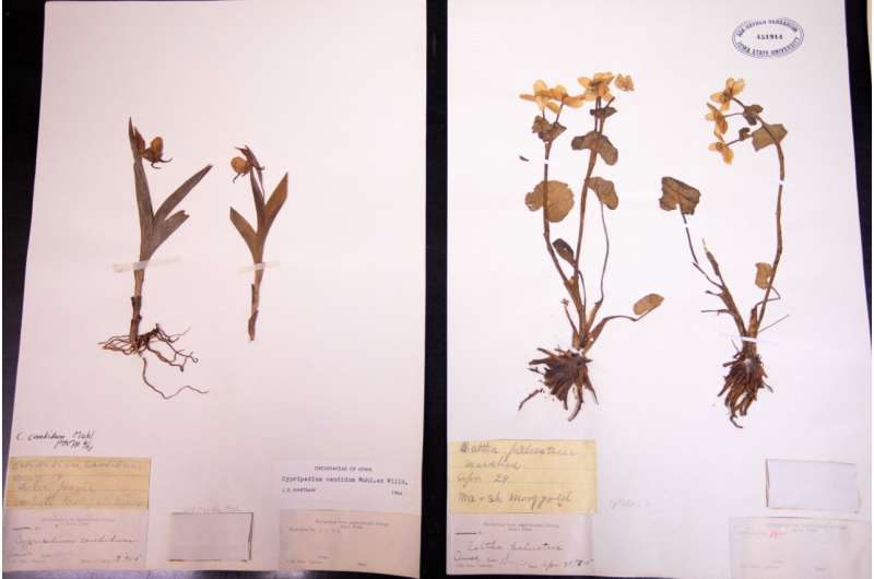 With deep roots and expanding collection, herbarium offers window into plant history