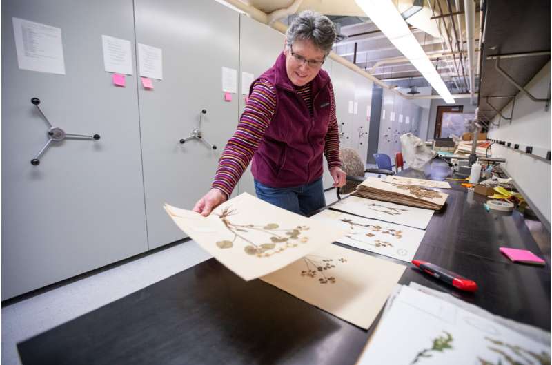 With deep roots and expanding collection, herbarium offers window into plant history