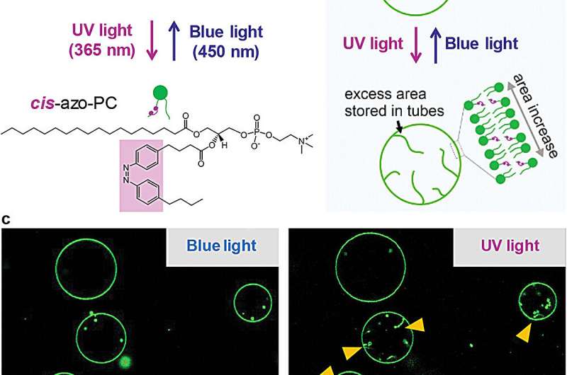 With the flick of a switch: Shaping cells with light
