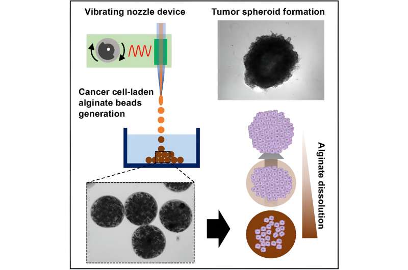 With vibrator used in cell phones, researchers develop 3D tumor spheroids to screen for anti-cancer drugs