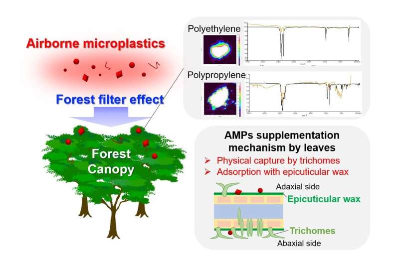 World's first demonstration that forests trap airborne microplastics