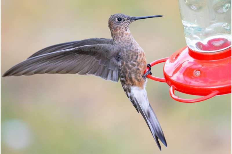 World's largest hummingbird is actually two species