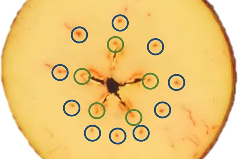 Xylem functionality is not a direct indicator of apple preharvest fruit drop