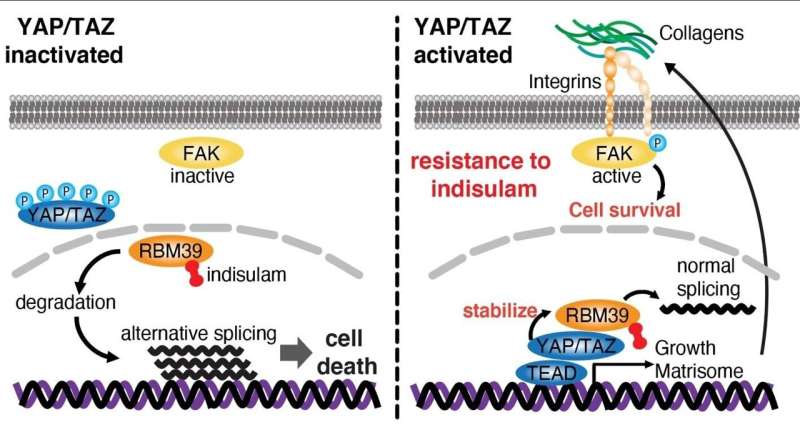 YAP/TAZ interactions can confer resistance to anti-tumor drug indisulam