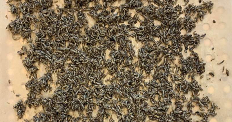 Yeast and kelp flies can replace fishmeal in feed