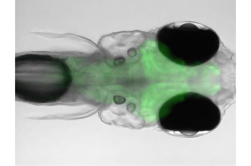 Zebrafish navigate to find their comfortable temperature