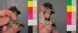 Status symbols of house sparrows: High testosterone darkens their bill