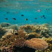 Effects of El Nino land South Pacific reef fish in hot water