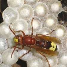 Physicists discover how the outer shell of a hornet can harvest solar power