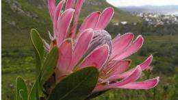 Biogeography of Protea in the Cape