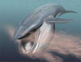Researchers find first genetic evidence for loss of teeth in the common ancestor of baleen whales