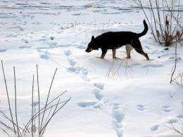 The nose of wildlife detection dogs becoming a valuable research tool