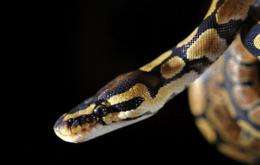 Scientists revealed Sunday for the first time how some snakes can detect the faint body heat exuded by a mouse