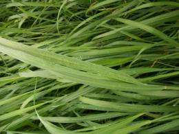 Researchers discover potential new virus in switchgrass