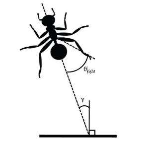 Wingless ants glide to safety steering with their hind legs