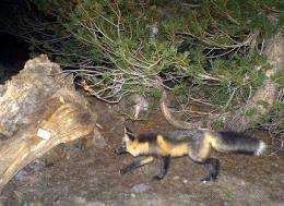 2 more rare red foxes confirmed in Sierra Nevada (AP)