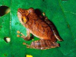 2 new frog species discovered in Panama's fungal war zone