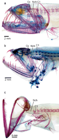 Spinal gap of barbeled dragonfishes mystery solved