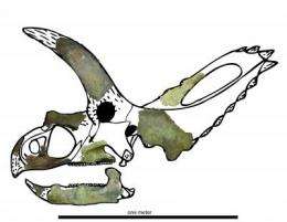 First horned dinosaur from Mexico