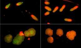 Fluorescent color of coral larvae predicts whether they'll settle or swim