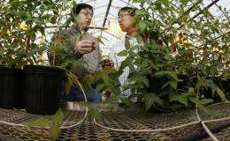 Gene discovery may lead to new varieties of soybean plants