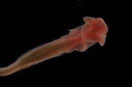 Marine scientists return with rare creatures from the deep