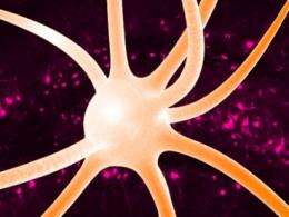 Researchers find that interneurons are not all created equally