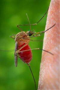 Researchers sequence genome of mosquito that spreads West Nile virus