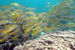 Scientists say corals are vital to marine life