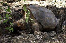 Scientists try to mate Galapagos tortoise _ again (AP)