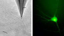 Synapses recycle proteins for the release of neurotransmitters