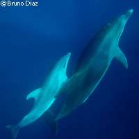 Scientists reveal dolphins' diplomatic social behaviour