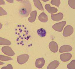 Researchers identify mechanism malaria parasite uses to spread among red blood cells