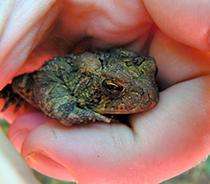 Probing Question: What's the difference between frogs and toads?
