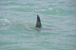 University of Miami scientists track great hammerhead shark migration