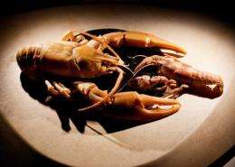 Researchers discover giant crayfish species right under their noses